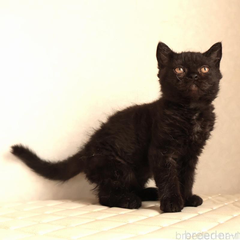 販売中の静岡県のセルカークレックス-134432の7枚目