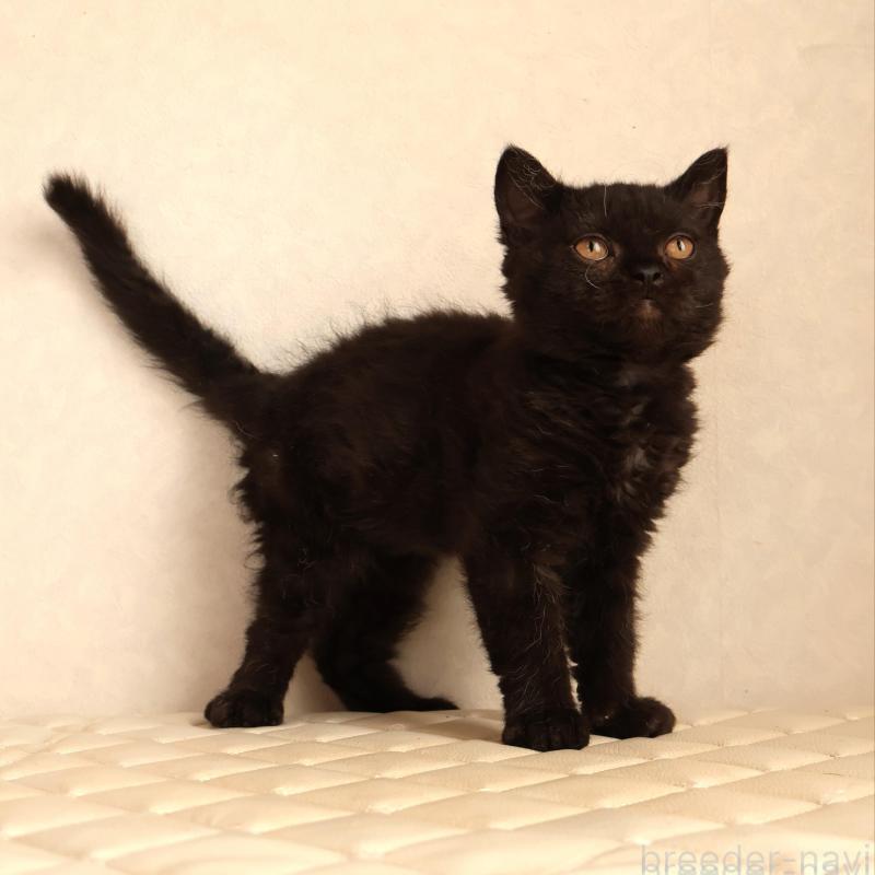 販売中の静岡県のセルカークレックス-134432の6枚目