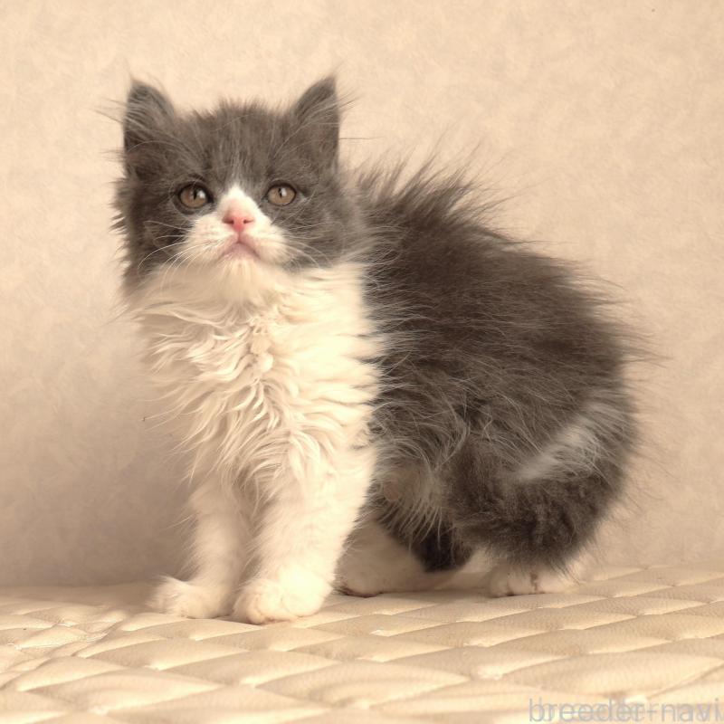 販売中の静岡県のブリティッシュショートヘア-134844