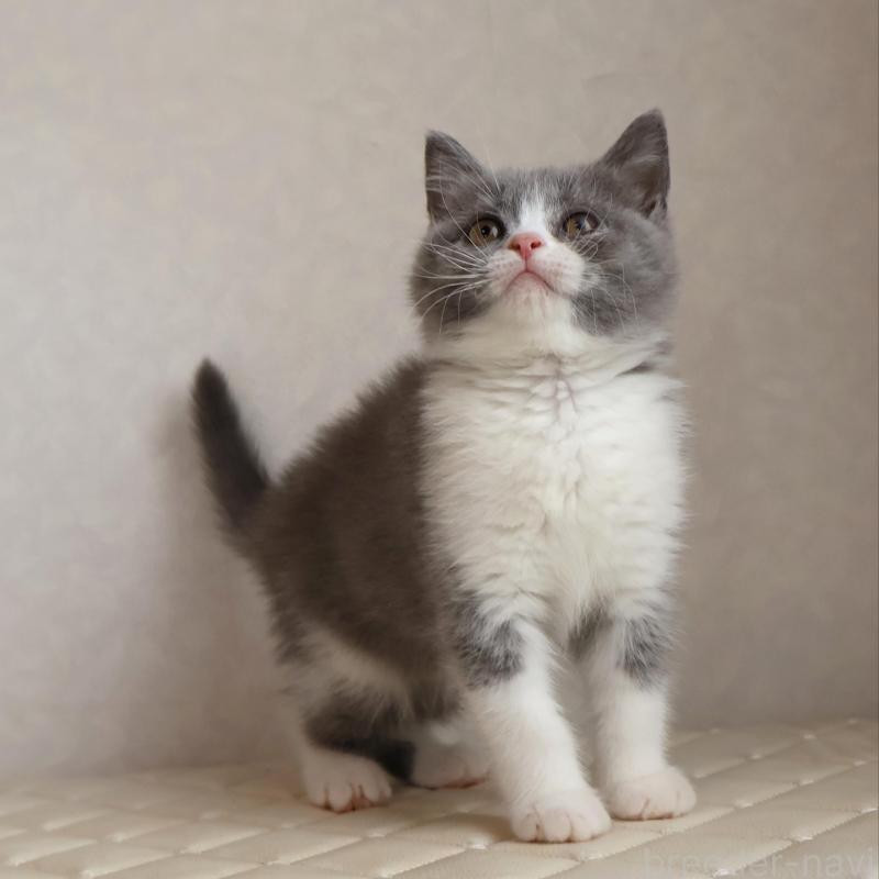 販売中の静岡県のブリティッシュショートヘア-134843