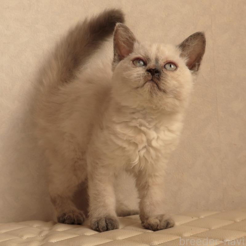 販売中の静岡県のセルカークレックス-134836の10枚目