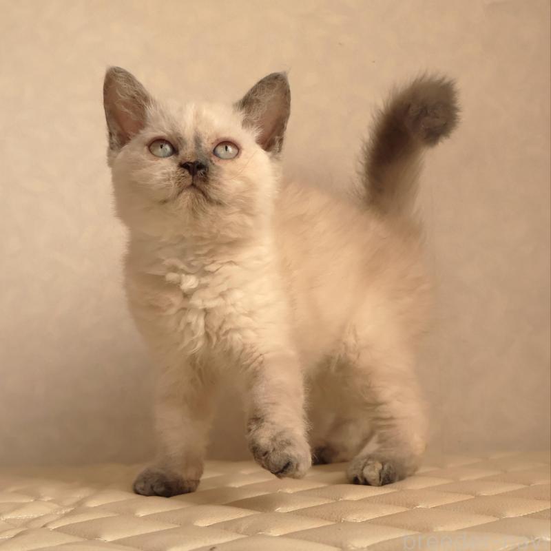 販売中の静岡県のセルカークレックス-134836の9枚目