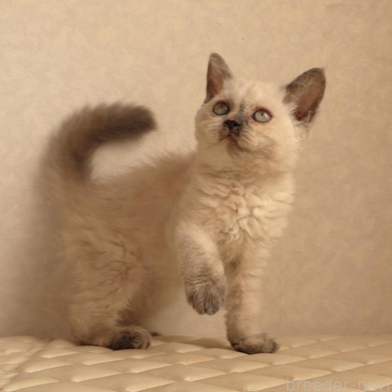 販売中の静岡県のセルカークレックス-134836の7枚目