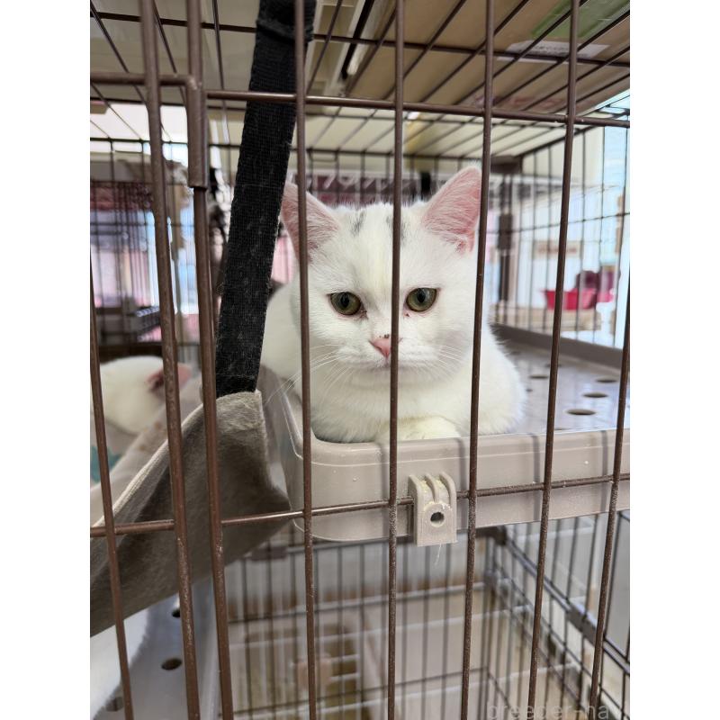 販売中の千葉県のマンチカン-138435の1枚目