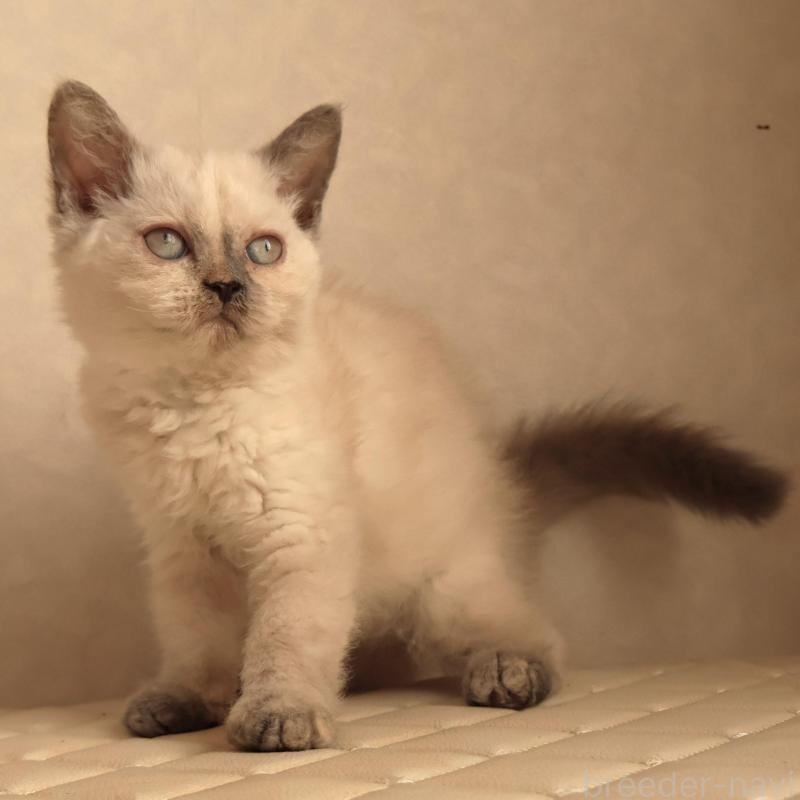 販売中の静岡県のセルカークレックス-134836の6枚目