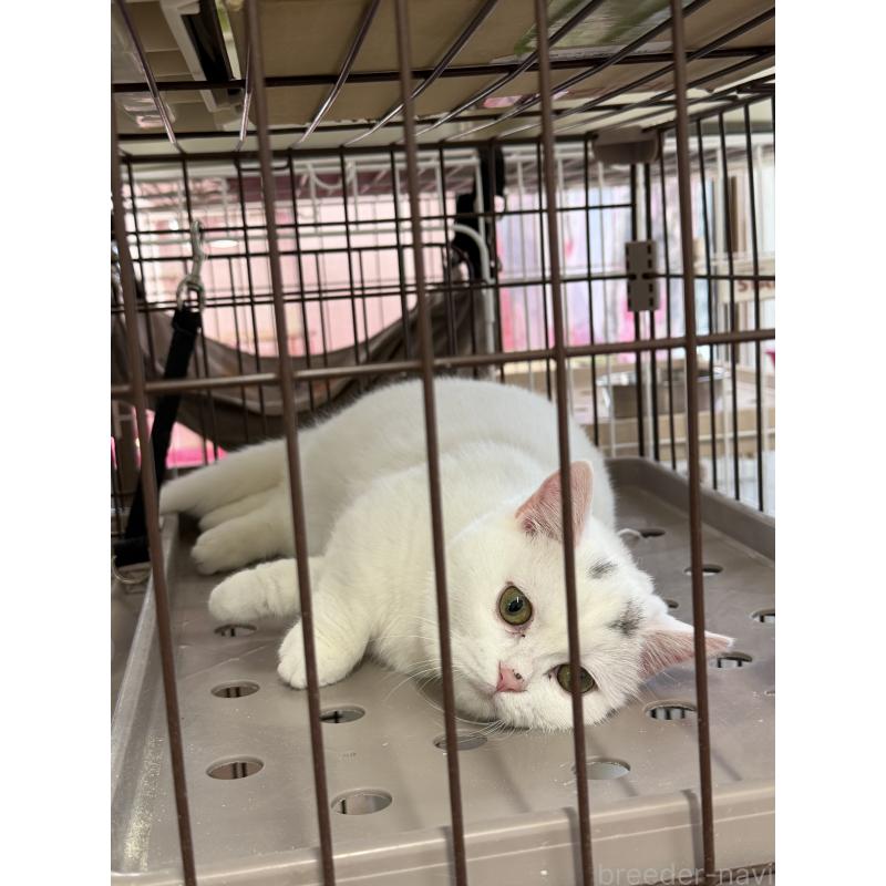 販売中の千葉県のマンチカン-138435の7枚目