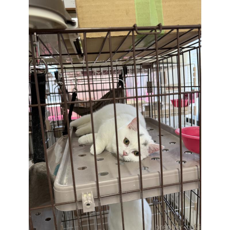 販売中の千葉県のマンチカン-138435の6枚目