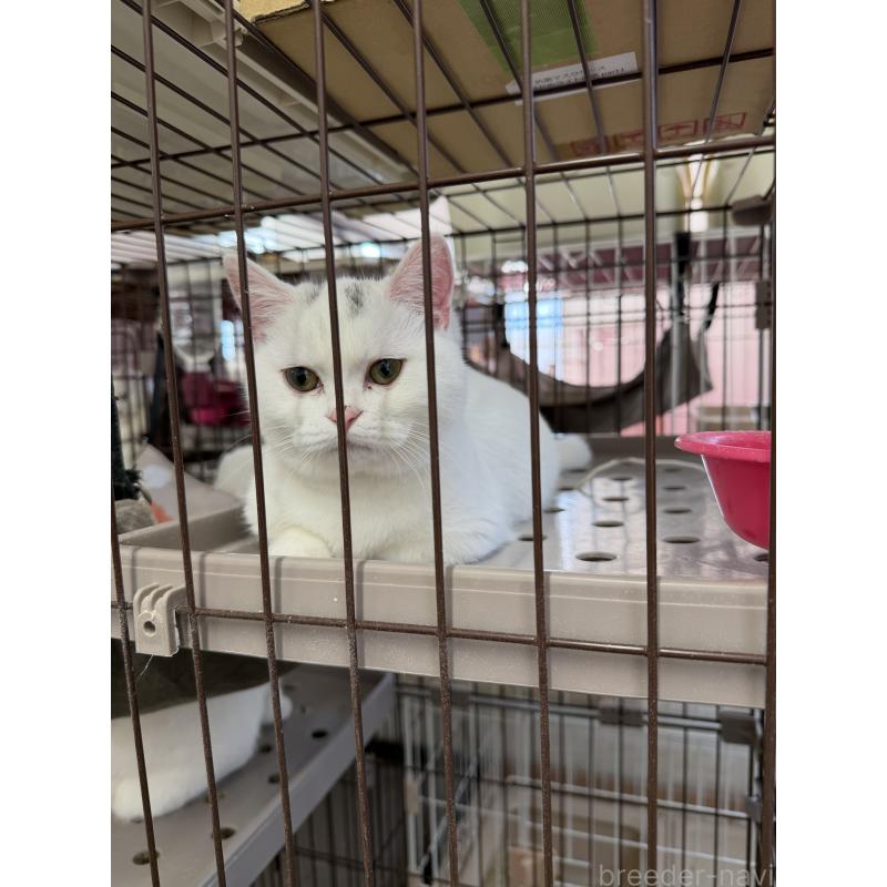 販売中の千葉県のマンチカン-138435の5枚目