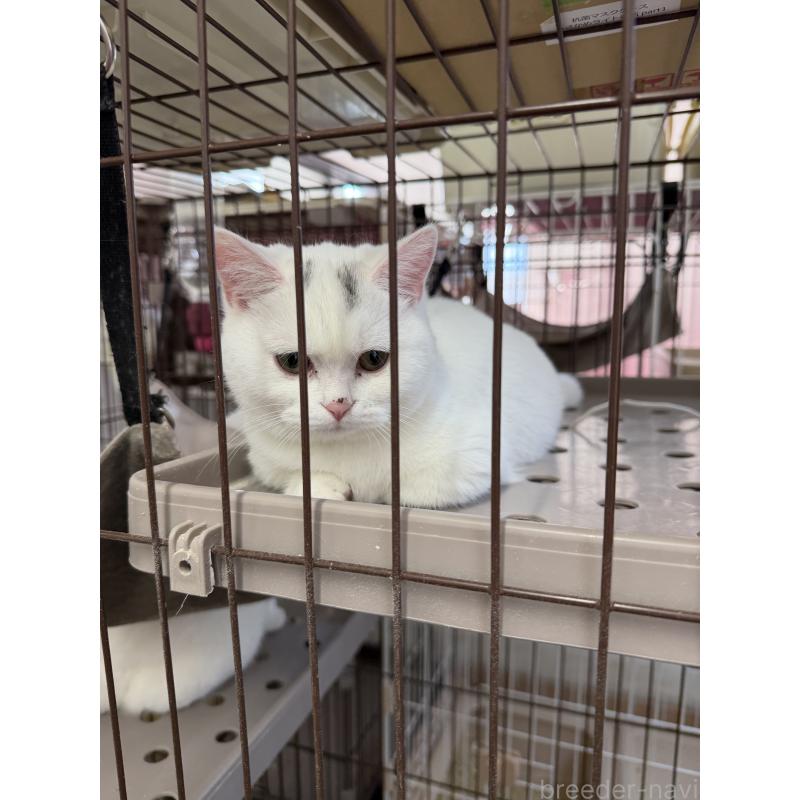 販売中の千葉県のマンチカン-138435の4枚目