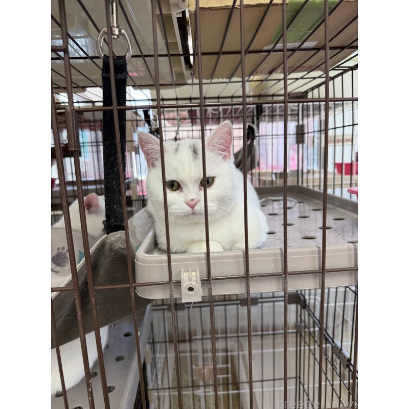 販売中の千葉県のマンチカン-138435の3枚目