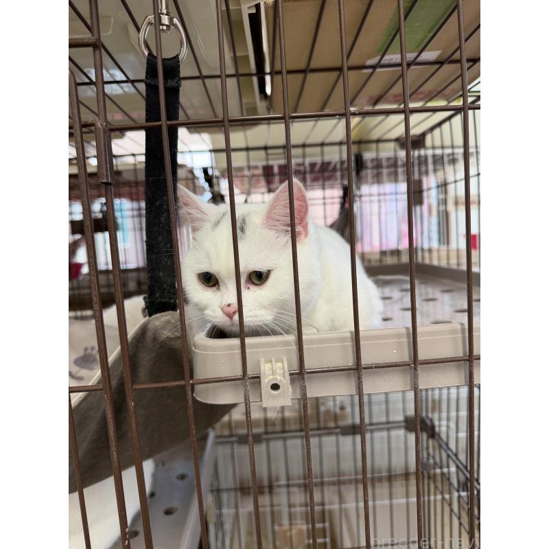 販売中の千葉県のマンチカン-138435の2枚目