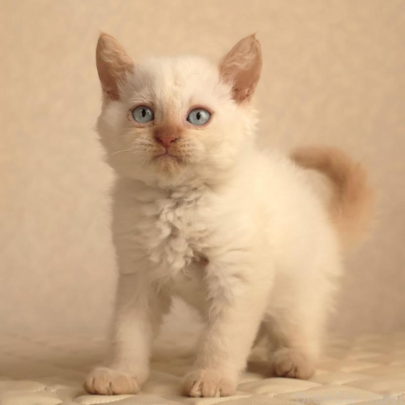 販売中の静岡県のセルカークレックス-134839