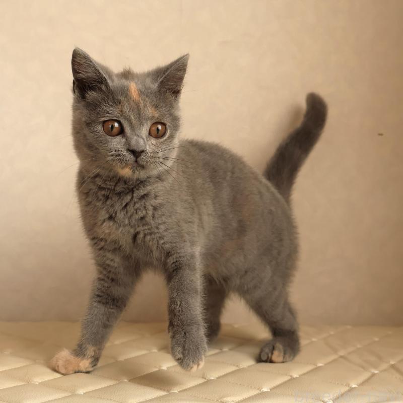 販売中の静岡県のブリティッシュショートヘア-133528の1枚目