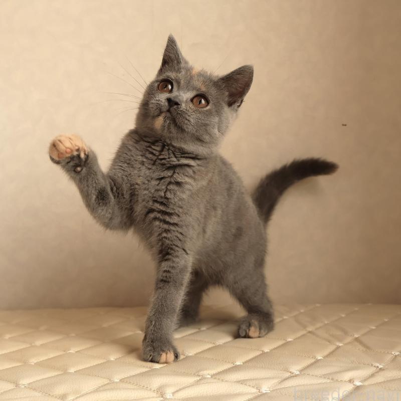 販売中の静岡県のブリティッシュショートヘア-133528の5枚目