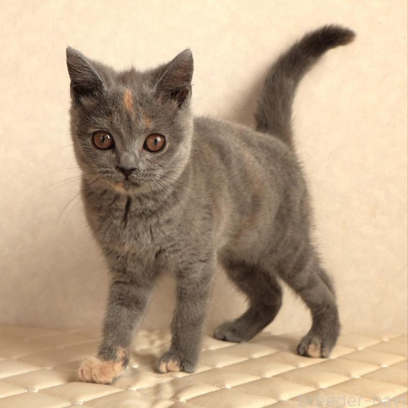 販売中の静岡県のブリティッシュショートヘア-133528の2枚目