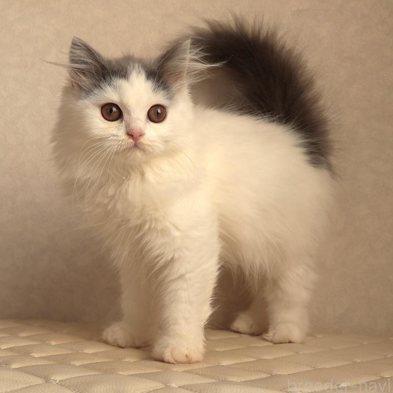 販売中の静岡県のブリティッシュロングヘア-133527の5枚目