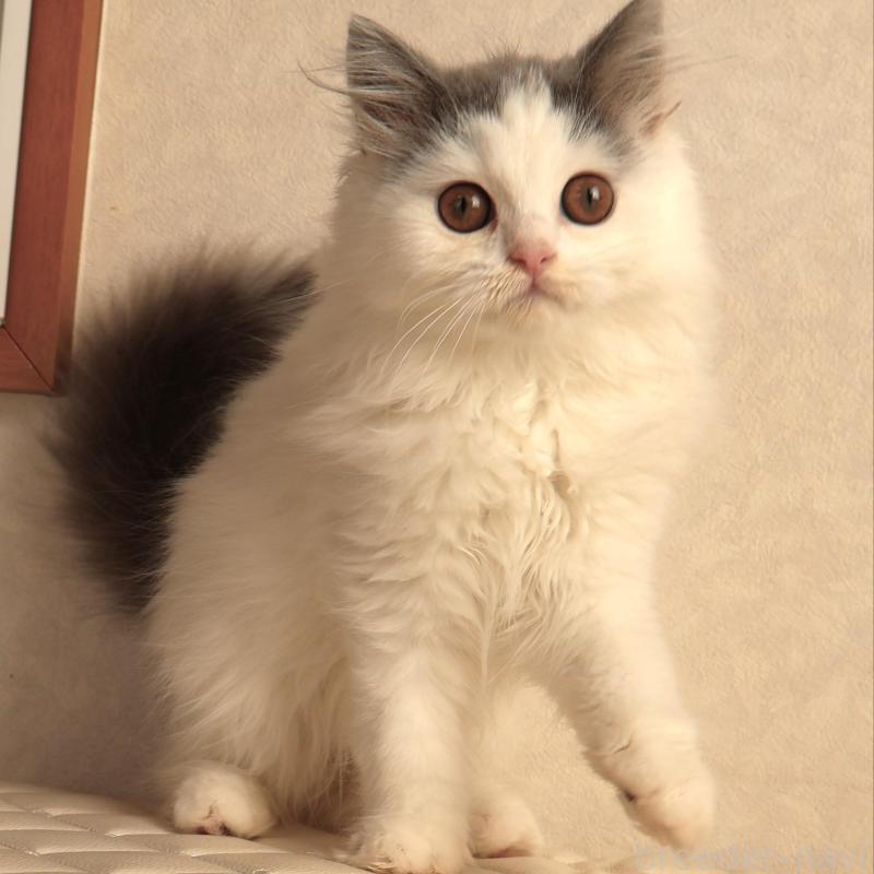 販売中の静岡県のブリティッシュロングヘア-133527の4枚目