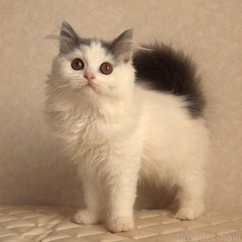 販売中の静岡県のブリティッシュロングヘア-133527の1枚目