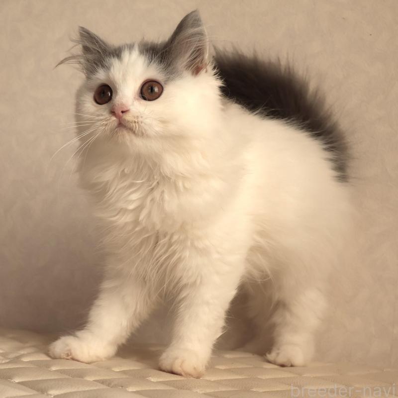 販売中の静岡県のブリティッシュロングヘア-133527の3枚目