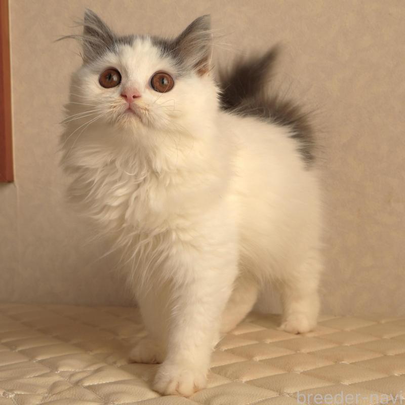 販売中の静岡県のブリティッシュロングヘア-133527の2枚目