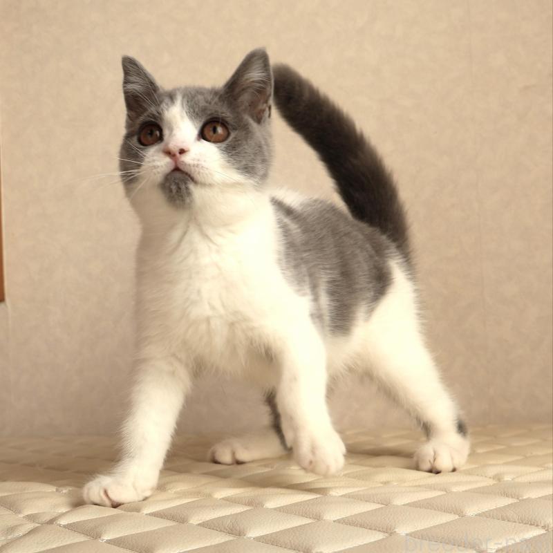 販売中の静岡県のブリティッシュショートヘア-133526の5枚目