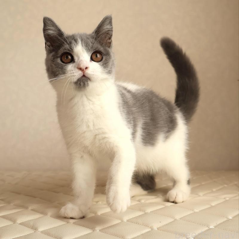 販売中の静岡県のブリティッシュショートヘア-133526の4枚目