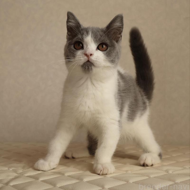 販売中の静岡県のブリティッシュショートヘア-133526の1枚目