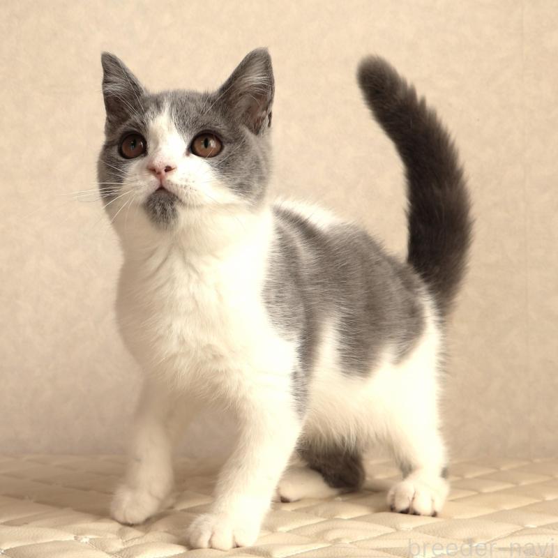 販売中の静岡県のブリティッシュショートヘア-133526の3枚目