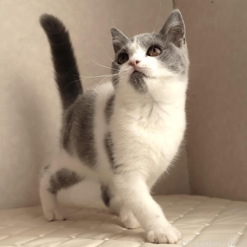 販売中の静岡県のブリティッシュショートヘア-133526の2枚目