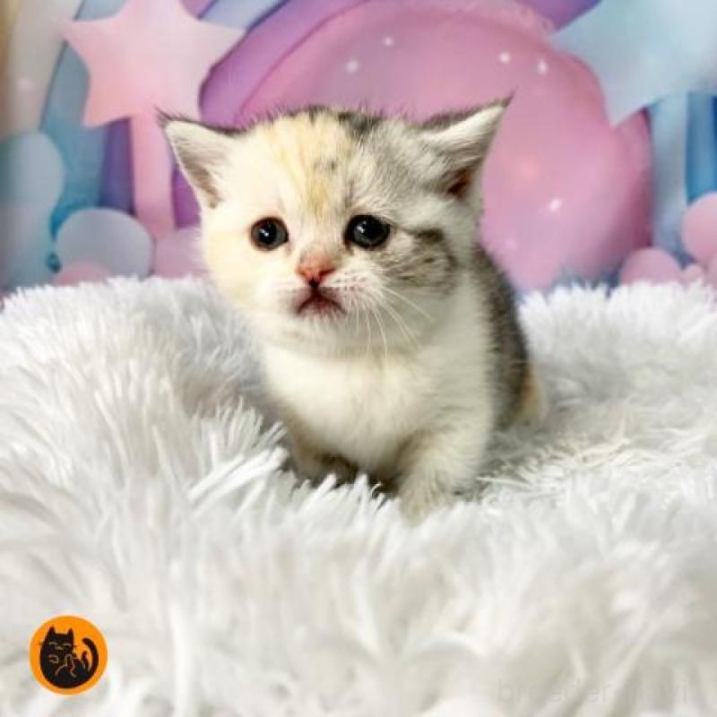 販売中の大阪府のスコティッシュフォールド-138436の1枚目