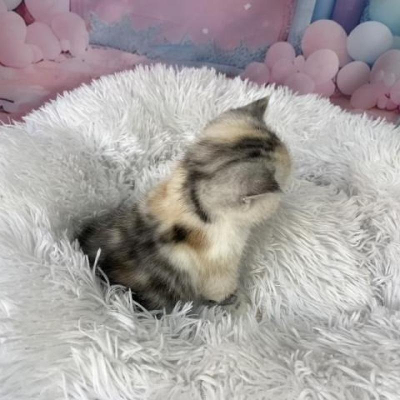 販売中の大阪府のスコティッシュフォールド-138436の6枚目