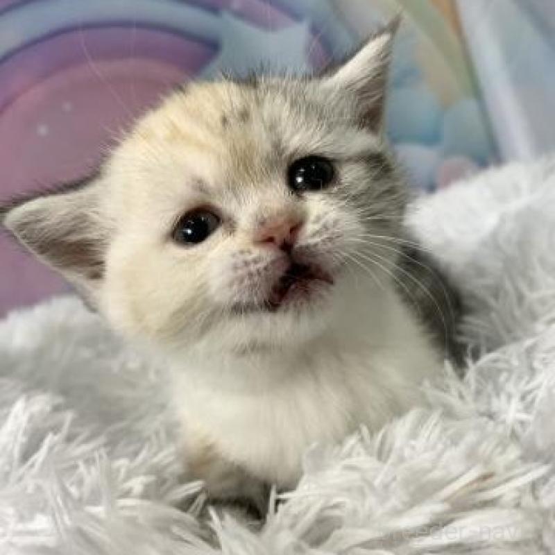 販売中の大阪府のスコティッシュフォールド-138436の5枚目