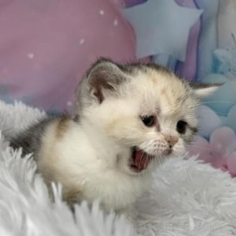 販売中の大阪府のスコティッシュフォールド-138436の4枚目