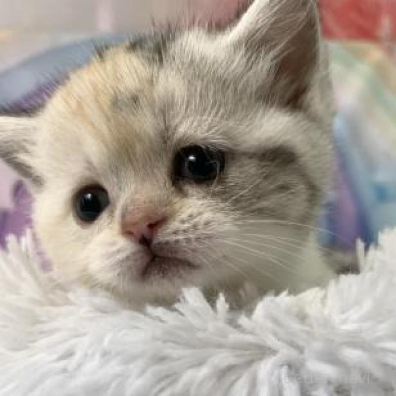 販売中の大阪府のスコティッシュフォールド-138436の3枚目