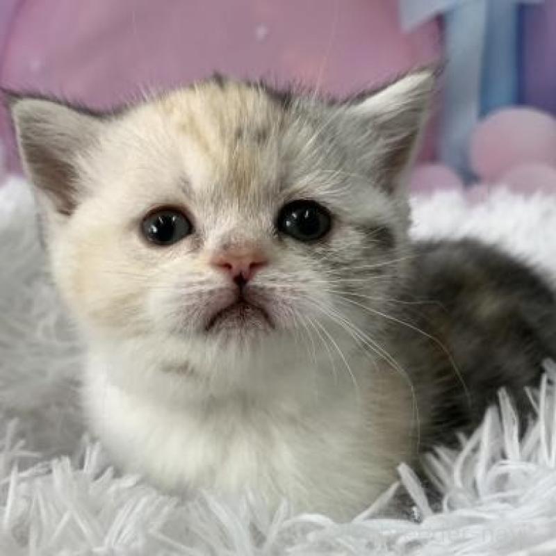 販売中の大阪府のスコティッシュフォールド-138436の2枚目