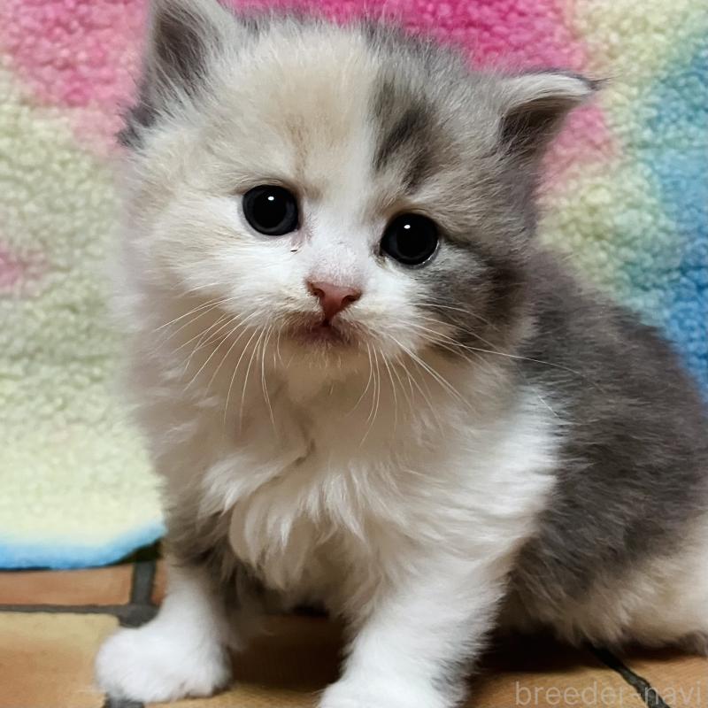 販売中の三重県のスコティッシュフォールド-138437の2枚目