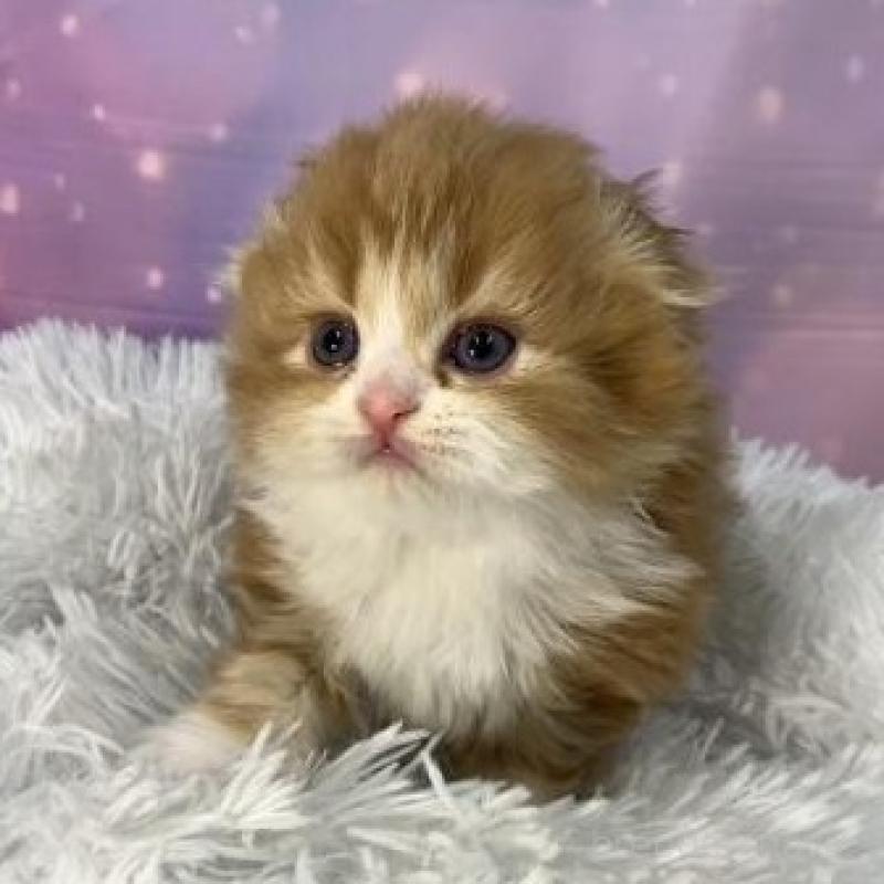 販売中の大阪府のスコティッシュフォールド(折れ耳)-138439の6枚目