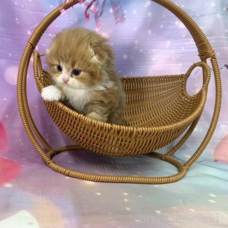 販売中の大阪府のスコティッシュフォールド(折れ耳)-138439の5枚目