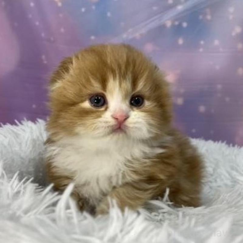 販売中の大阪府のスコティッシュフォールド(折れ耳)-138439の4枚目