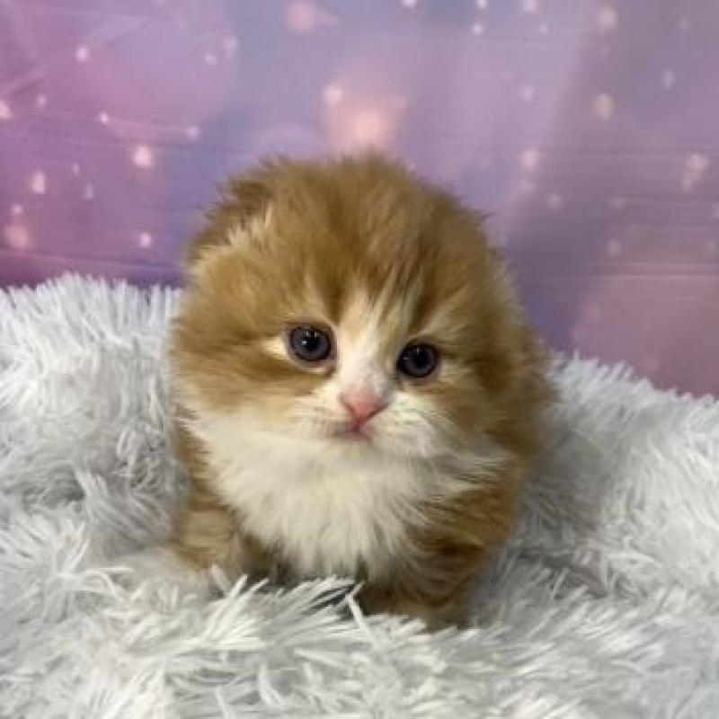 販売中の大阪府のスコティッシュフォールド(折れ耳)-138439の3枚目