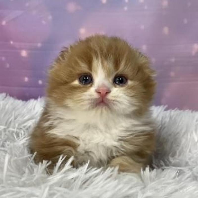 販売中の大阪府のスコティッシュフォールド(折れ耳)-138439の2枚目