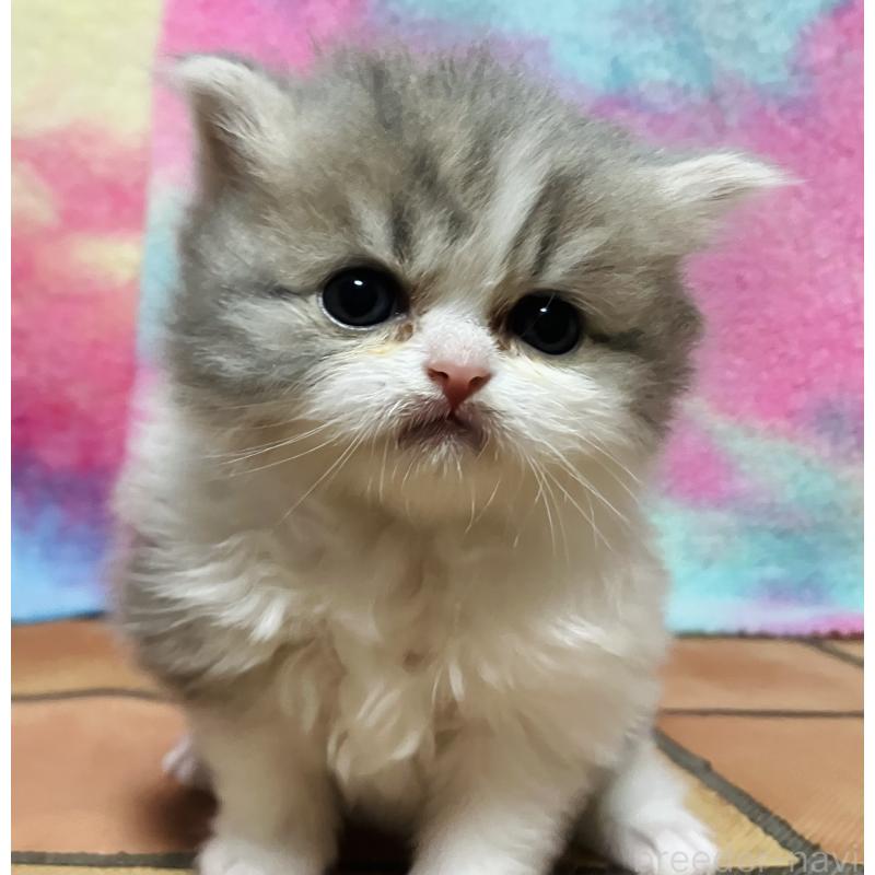 販売中の三重県のスコティッシュフォールド-138440の2枚目