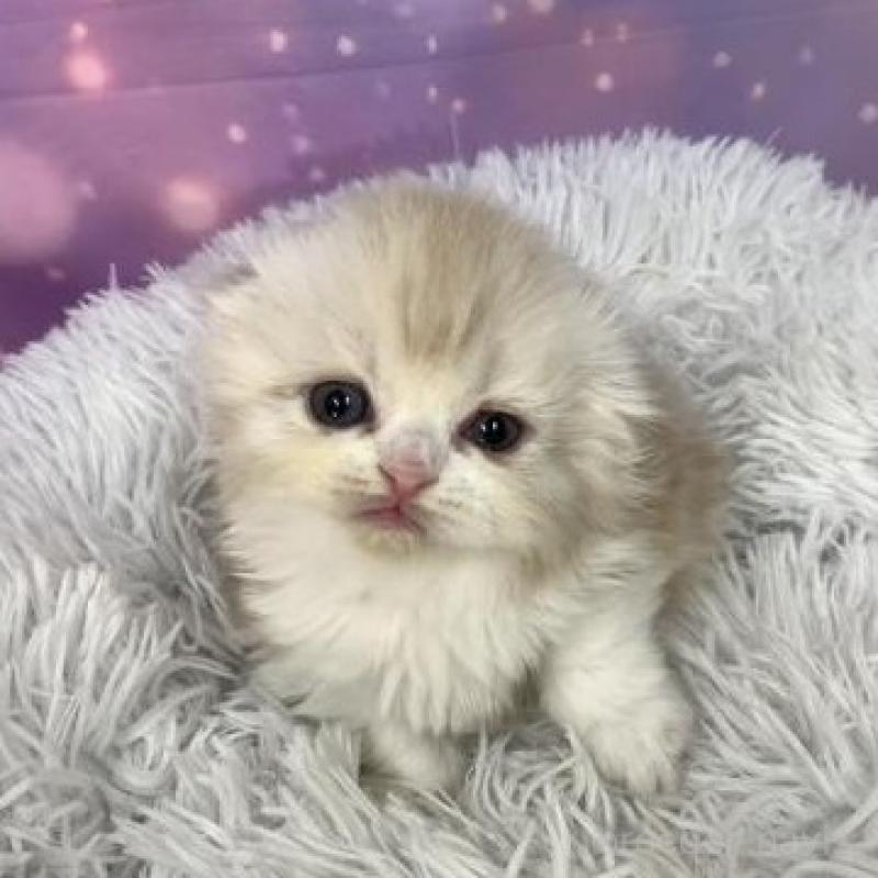 販売中の大阪府のスコティッシュフォールド(折れ耳)-138441の6枚目