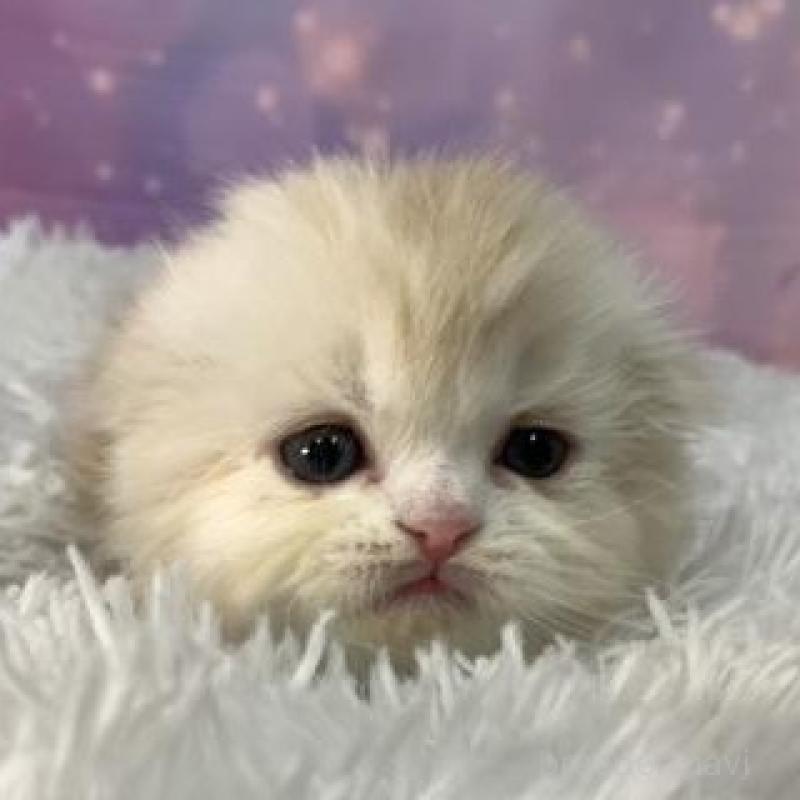 販売中の大阪府のスコティッシュフォールド(折れ耳)-138441の5枚目