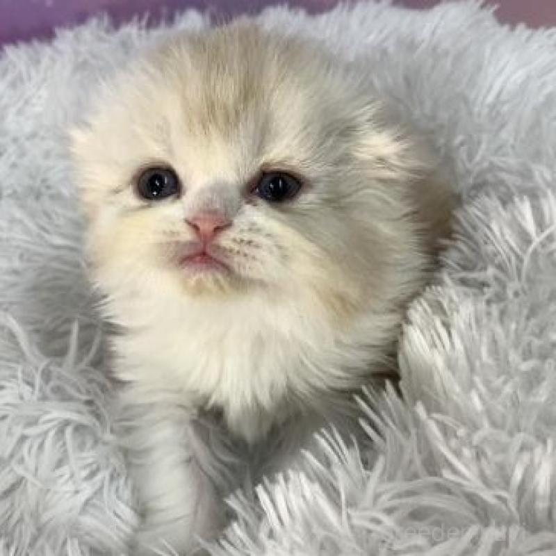 販売中の大阪府のスコティッシュフォールド(折れ耳)-138441の4枚目