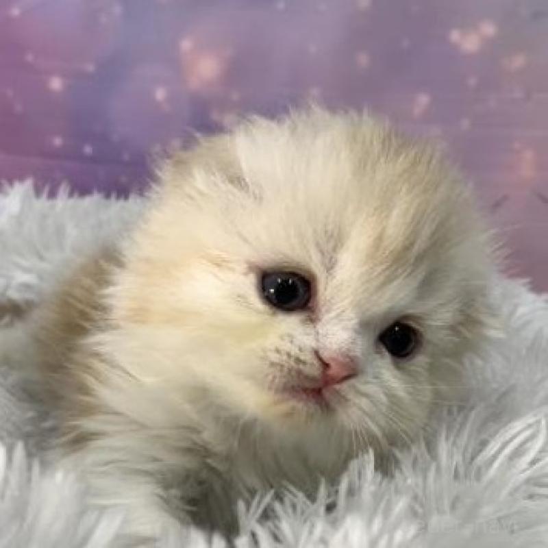 販売中の大阪府のスコティッシュフォールド(折れ耳)-138441の3枚目