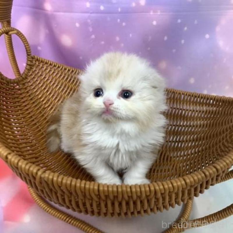 販売中の大阪府のスコティッシュフォールド(折れ耳)-138441の2枚目