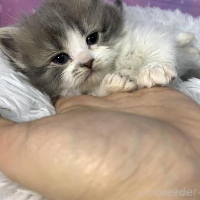 販売中の大阪府のスコティッシュフォールド-138442の6枚目