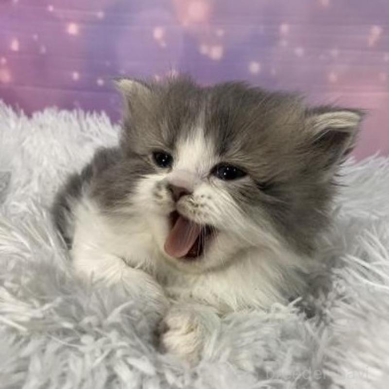 販売中の大阪府のスコティッシュフォールド-138442の5枚目