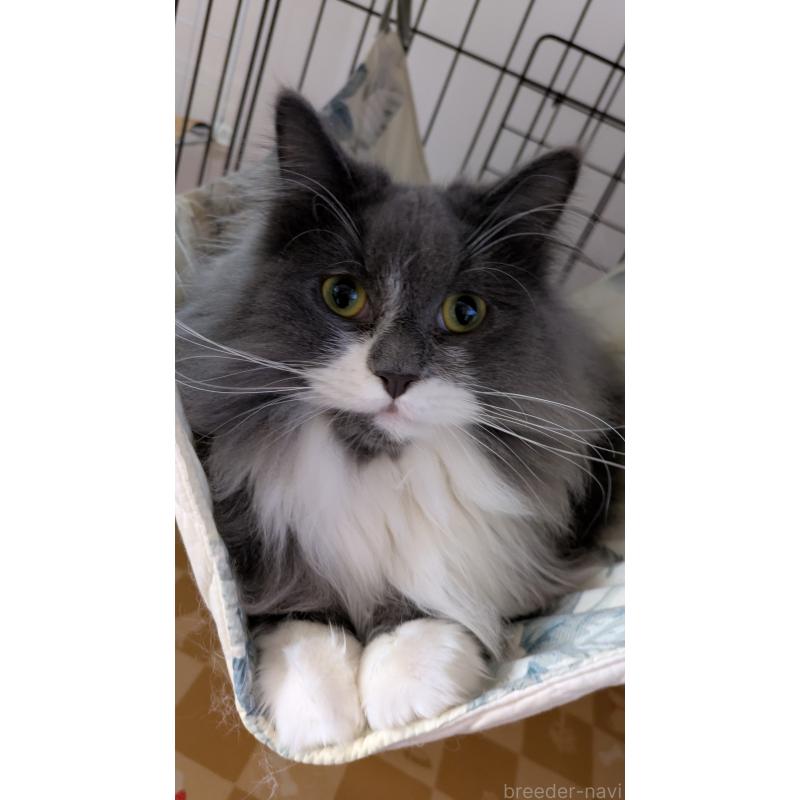 販売中の大阪府のミヌエット-120590